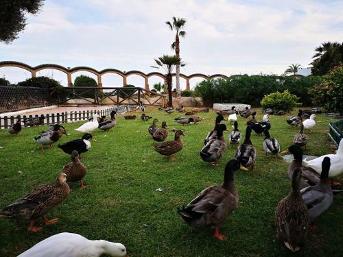 Apartamento En Marina D'or Primera Linea Real