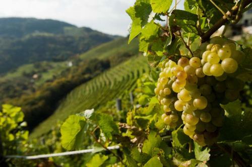 Hostal G�stehaus & Appartements Lehensteiner Wachau