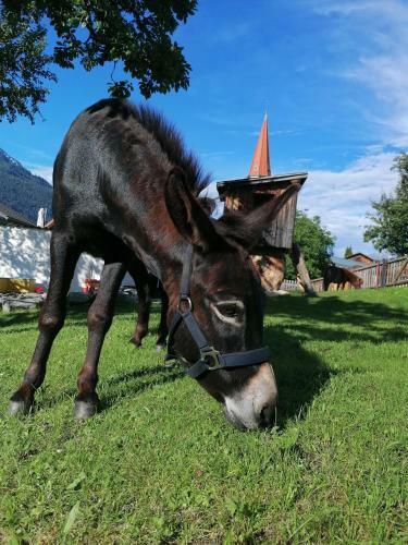 Agroturismo Kinderbauernhof Ierzerhof