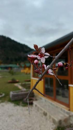 Villa Camping Farm Shelegur