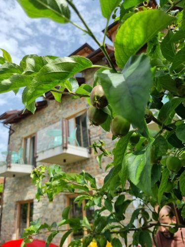 Hostal Vila 43 Lin