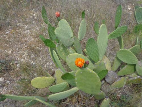 Apartamento Tramuntana