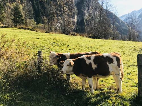 Apartamento Forsthaus Malerwinkel