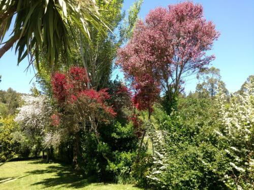 Os Salguieiros (the Willows)