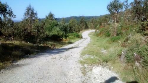 Os Salguieiros (the Willows)