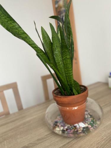 Albergue O Marco