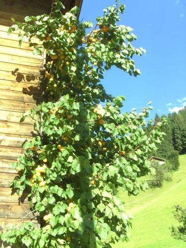 Agroturismo Lexhof