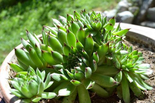 Hostal G�stehaus Pfisterer