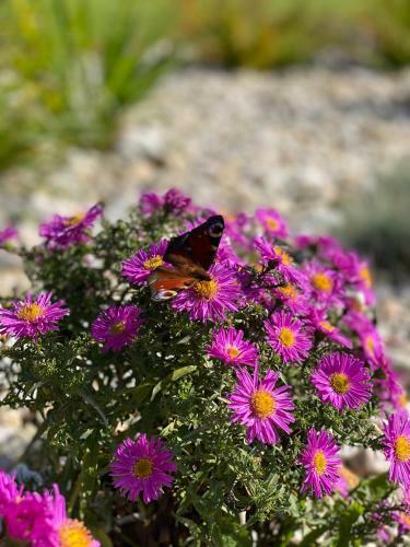 Villa Apartm�ny Laura