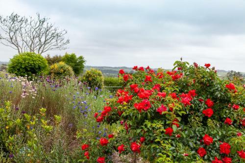 Hostal Kereru Cottage