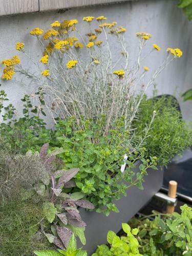 Apartamento Feldberg Atelier - Courtyard Maisonette