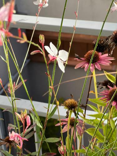 Apartamento Feldberg Atelier - Courtyard Maisonette