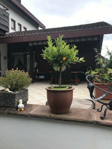 Apartamentos Ferienwohnung Kiwi