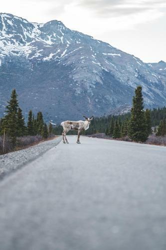 Denali Wild Stay - Moose Cabin, Free Wifi, 2 Private Bedrooms