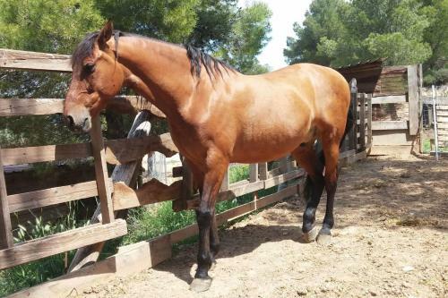 Villa Can Miquel�: Casa Familiar R�stica
