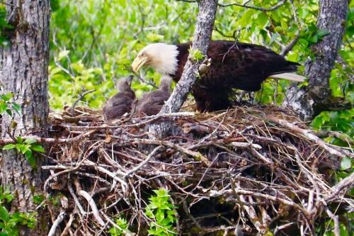 Apartamento Eagles Nest