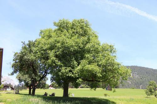 Agroturismo Schmiedlehnerhof