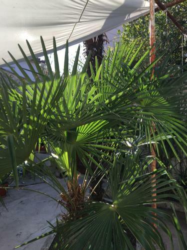 Apartamento Palmera