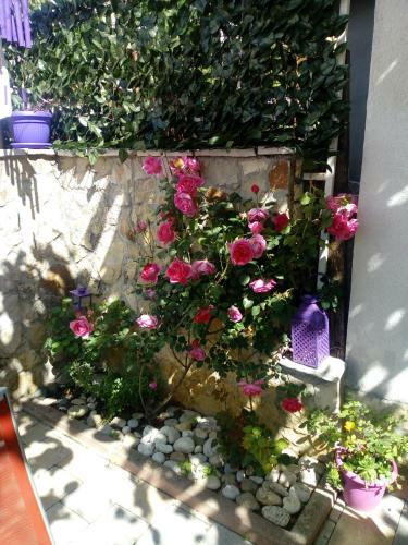 Apartman Miletic