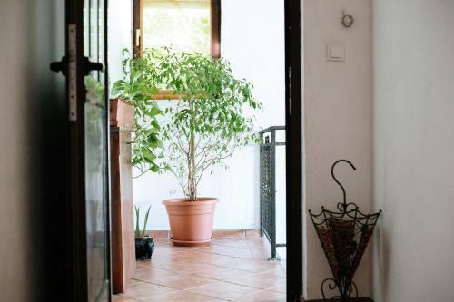 Apartment Ikar