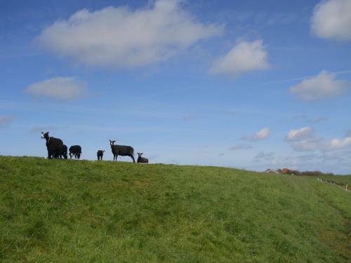 Bed & Breakfast De Stormvogel