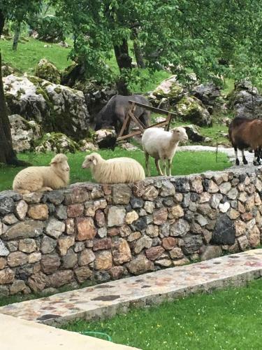 Hostal Bujtina Zi�i