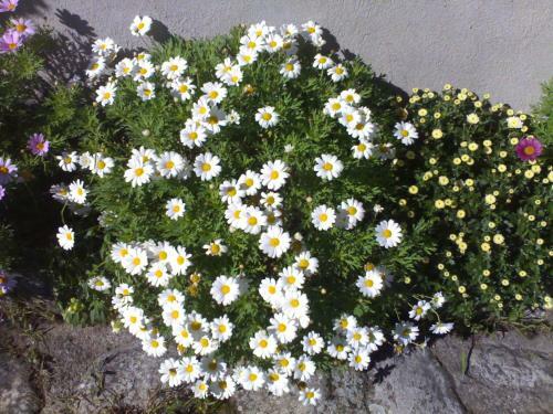 Apartamento Ordino 2 A