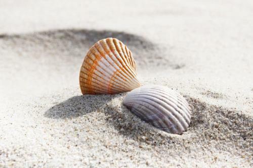 B&B Vloedlijn Texel