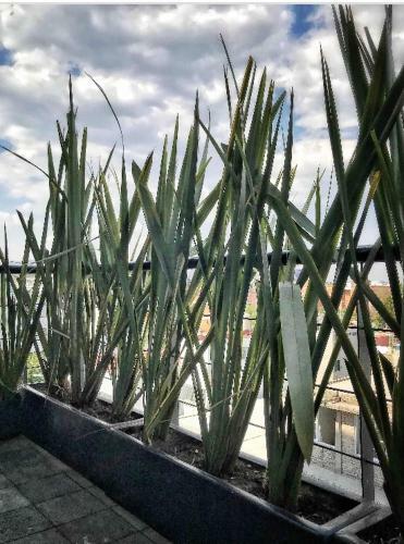 Apartamento C�ntrico Departamento Ciudad De M�xico