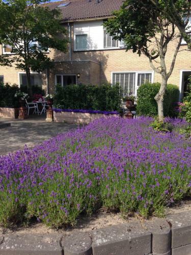 B&B De Koog Texel