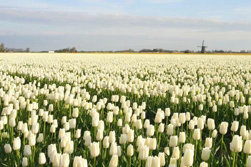 Bed & Breakfast Villa Nieuwland