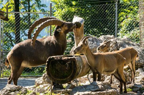 Homestay Brienz