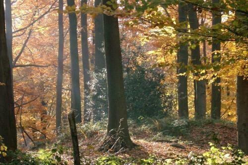 La Clef De Bois