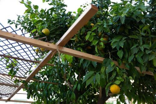 Hostal Laila's Cozy Garden House & Studio