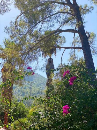 Hostal El Botanico De Sagra