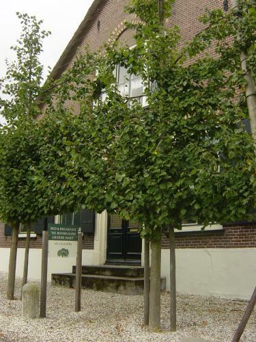 Bed & Breakfast De Boomgaard Groene Hart