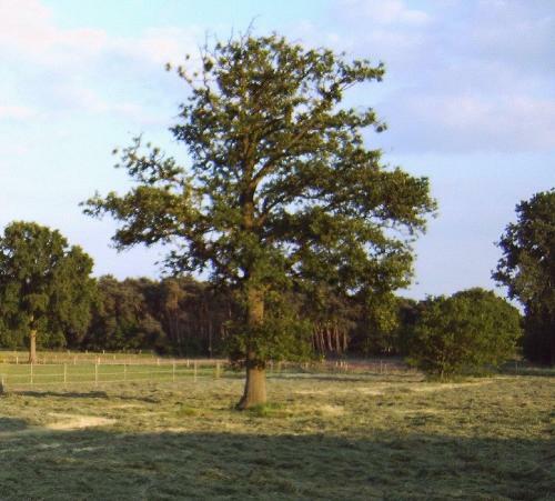 B&B Ferme Knaapen