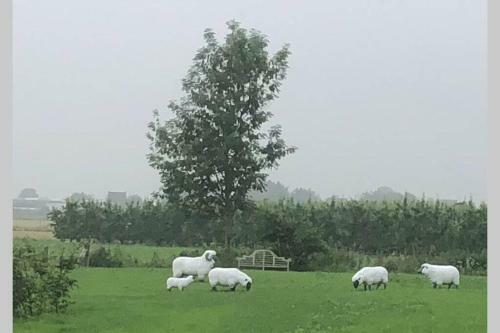 Gastenhuis Prachtige Historische Vierkant Hoeve