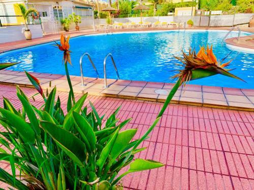 Vicksol Holiday