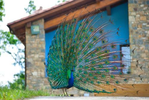 Agroturismo Mas Serrat De La Teia