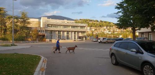 Apartman Jovanka 1