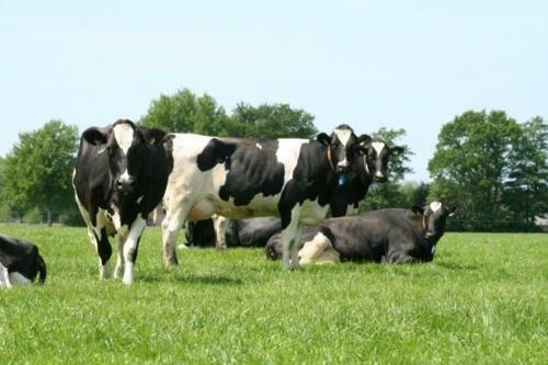 Apartamento Stal Zwartschaap