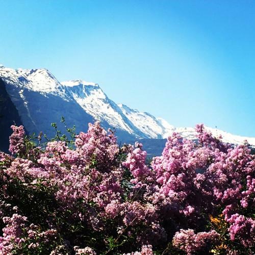 Chalet Franzi