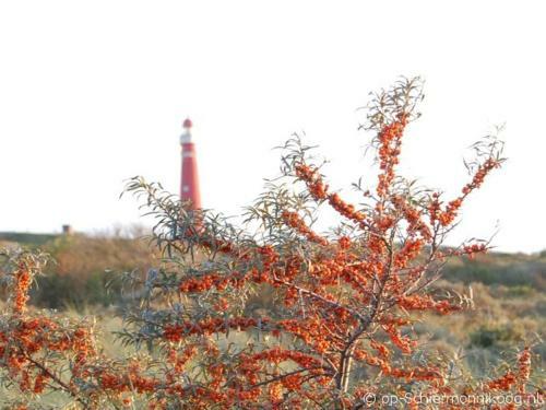 Bed & Breakfast De Salon Op Schiermonnikoog