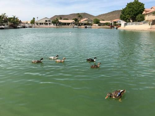 Glendale Arizona Lakeside Property