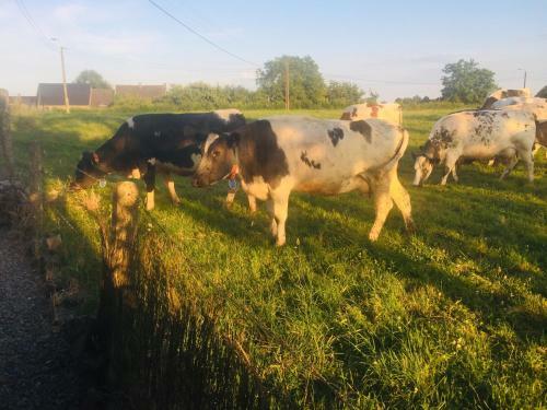 Bed & Breakfast Aux Pieds Des Vaches