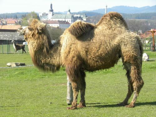 Agroturismo Farma Wenet