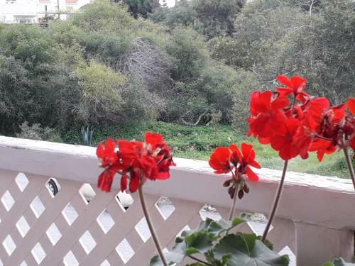 Apartamento Protaras Happy Sunny Holidays