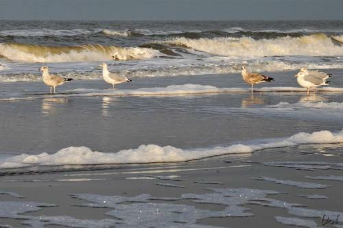 Strandhotel De Vassy