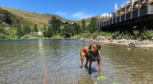 Chalet Schneehase Heidialm Falkertsee K�rnten